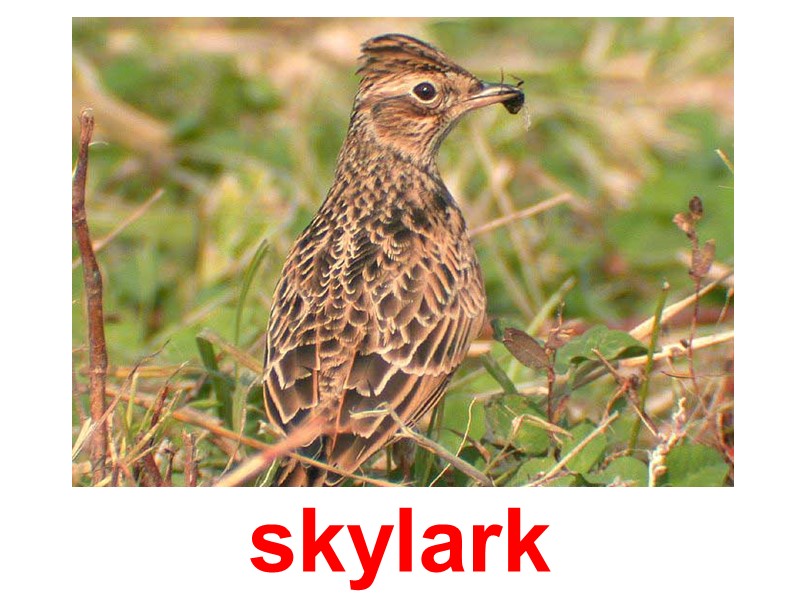 skylark